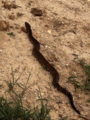 Agkistrodon piscivorus
