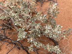 Atriplex vesicaria