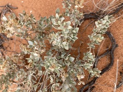 Atriplex vesicaria