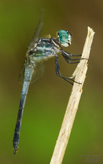 Cannaphila insularis