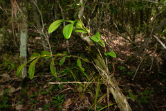 Epidendrum nocturnum