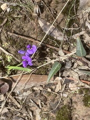 Hardenbergia violacea