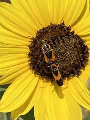 Chauliognathus basalis