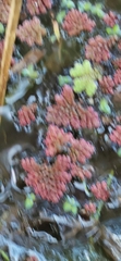 Azolla rubra