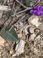 Hardenbergia violacea