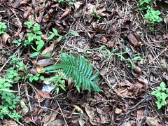 Christella acuminata
