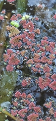 Azolla rubra