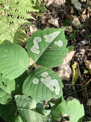 Cameraria guttifinitella