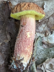 Hemileccinum rubropunctum