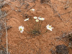 Rhodanthe chlorocephala