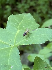 Cholomyia