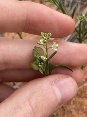 Lepidium rotundum