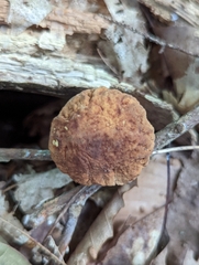 Hemileccinum rubropunctum