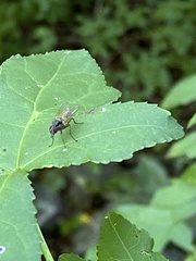 Cholomyia