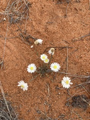 Rhodanthe chlorocephala