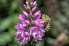 Agapostemon texanus