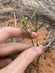 Lepidium rotundum
