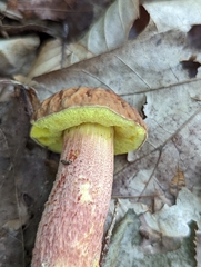 Hemileccinum rubropunctum