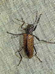 Strongylium cribripes