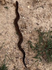 Agkistrodon piscivorus