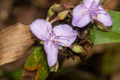 Tradescantia