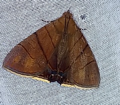 Eulepidotis carcistola