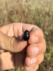 Pentodontini