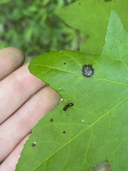 Camponotus subbarbatus