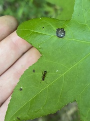 Camponotus subbarbatus