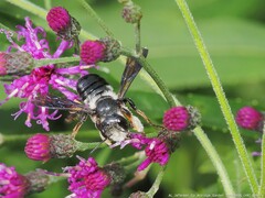 Megachile xylocopoides