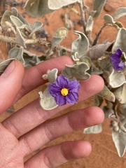 Solanum lasiophyllum
