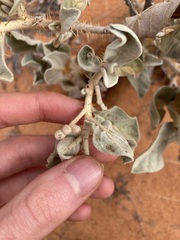 Solanum lasiophyllum