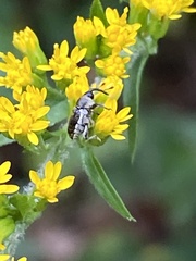 Odontocorynus