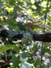 Flavoparmelia caperata