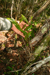 Epidendrum nocturnum