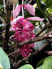 Medinilla magnifica