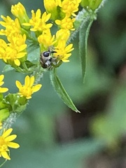 Odontocorynus