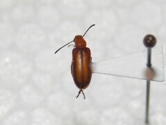 Gnathium minimum