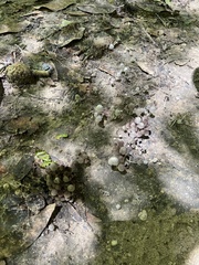 Coprinellus disseminatus