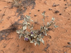 Solanum lasiophyllum