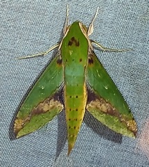 Xylophanes chiron