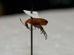 Gnathium minimum
