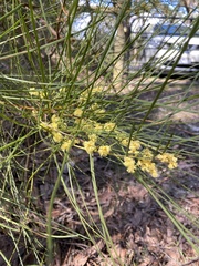 Acacia mucronata longifolia