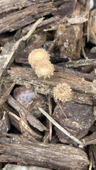 Cyathus stercoreus