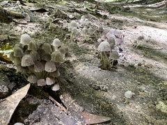 Coprinellus disseminatus