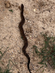 Agkistrodon piscivorus