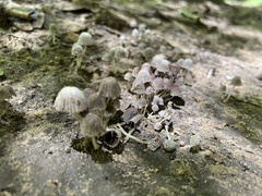 Coprinellus disseminatus