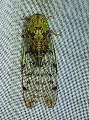 Procollina mesomaculata