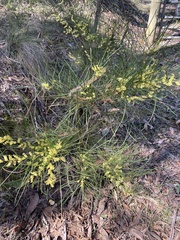 Acacia mucronata longifolia