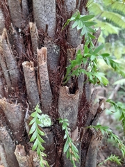 Tmesipteris tannensis